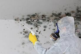 Professional Mold Removal in Rocky Ford, CO